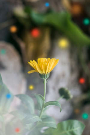 Beauty yellow flower in fabulous setting like princessの写真素材