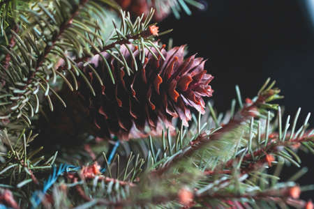 Big brown lump in green spruce branchesの写真素材