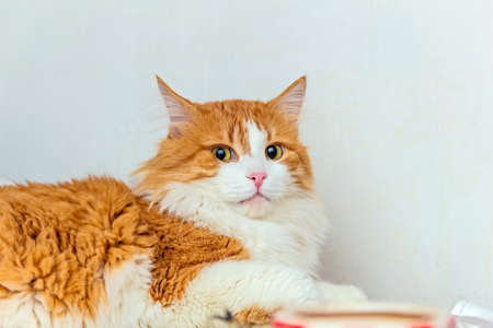 Nice big red cat in disbelief on light backgroundの写真素材