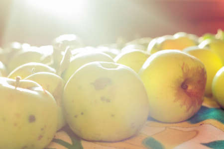 Beauty green antonovka apples in rays of sunの写真素材