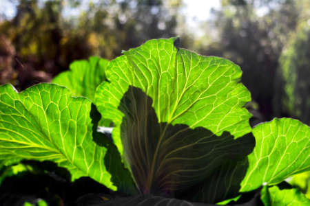 Nice green cabbage leaves in sunlight summer dayの写真素材