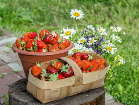 Fresh strawberries and bouquet of chamomile at sunny summer dayの写真素材