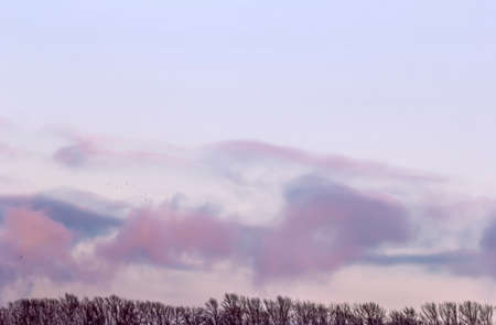 Beauty pale pink evening sky over treesの写真素材