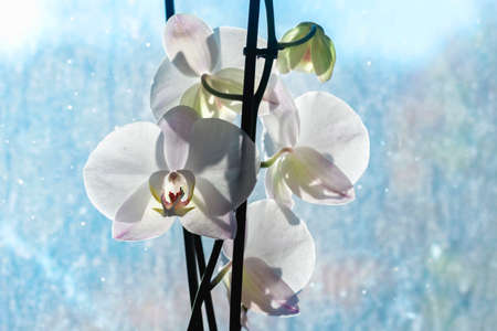 Nice white orchids lit by sun at blue backgroundの写真素材