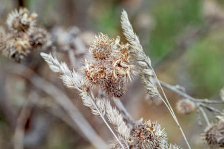 Nice dry thistle in autumn colours at cloudy dayの写真素材