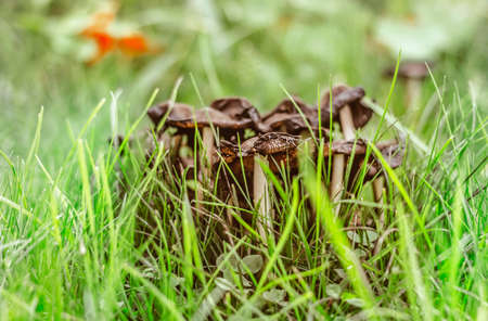 Beautiful toadstool in green grass at cloudy dayの写真素材