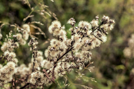 Autumn dry plant with white fluffy flowersの写真素材