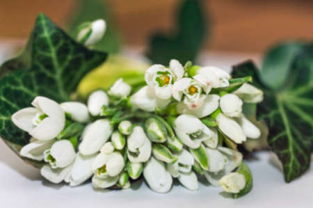 Nice fresh white snowdrops like spring surpriseの写真素材