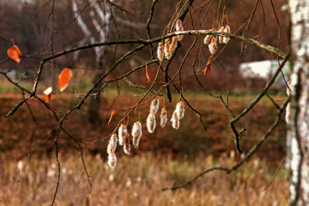 Nice fluffy white catkins of autumn tree at clear dayの写真素材