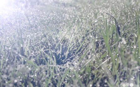 Yioung grass in drops of morning dew in sunlightの写真素材