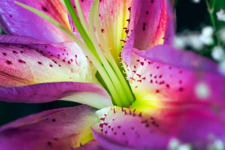 Nice pink lily flower in heart of beauty