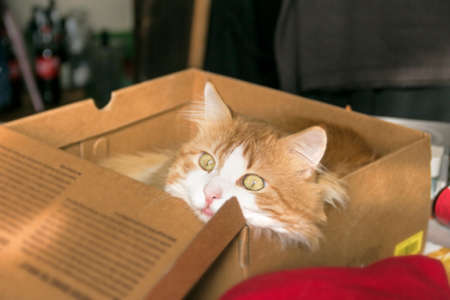 Nice ginger cat with big yellow eyes in cardboard box