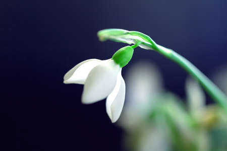 Beauty big snowdrop blooming on dark background