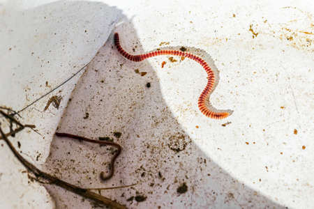 Wonder long worm in water on sunny dayの写真素材