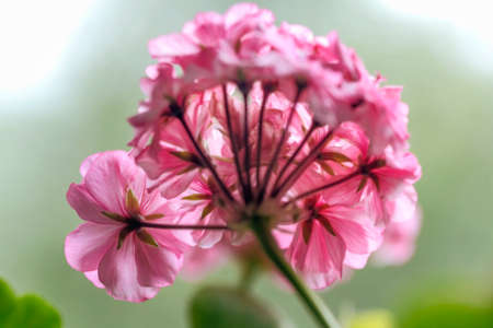 Beauty blooming pink geranium at green background