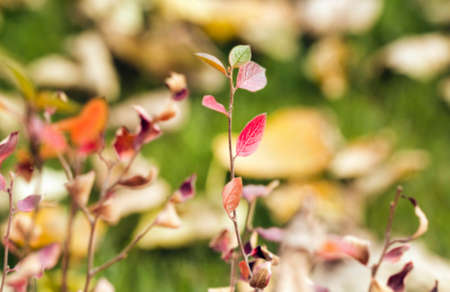 Colorful autumn leaves on branches in garden