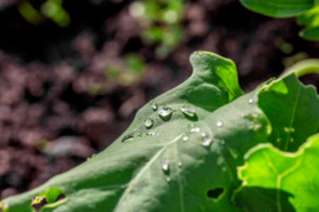 Water drops on green leaves after rain at sunny summer day