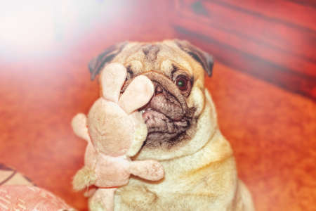 Nice dog pug with toy in teethの写真素材