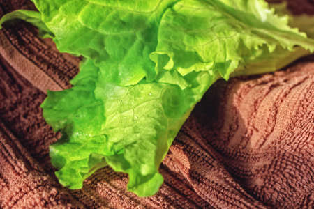 Fresh green leaf lettuce on brown towelの写真素材