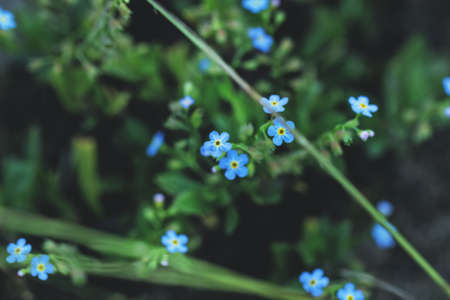 Nice blue forget-me-nots in grass at cloudy dayの写真素材