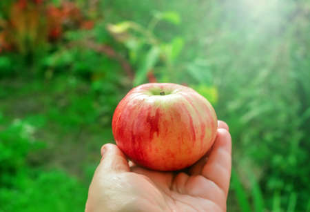 Ripe fresh red apple on palm at sunny dayの写真素材