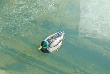 Drake in winter cold water with ice at sunny dayの写真素材