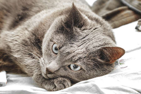 Nice big grey cat with blue eyesの写真素材