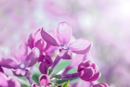 Big nice flower of lilac at light sphere