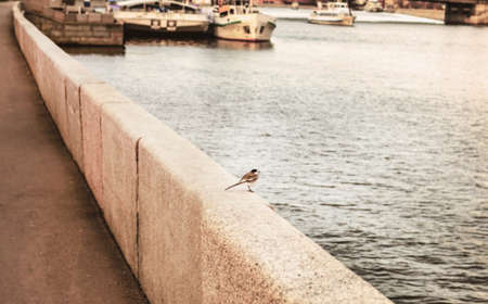 Little bird on granite parapet of embankment at day