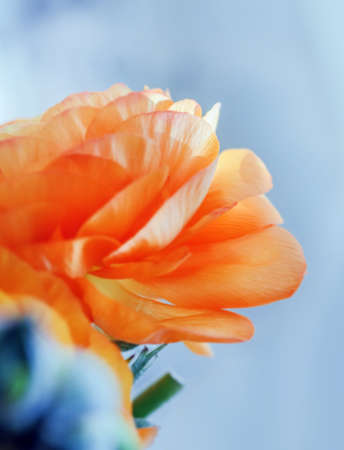 Nice orange flowers of ranunculuses for pleasure and present at blue background