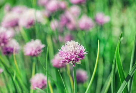 Nice purple flowered onion at sunny summer garden