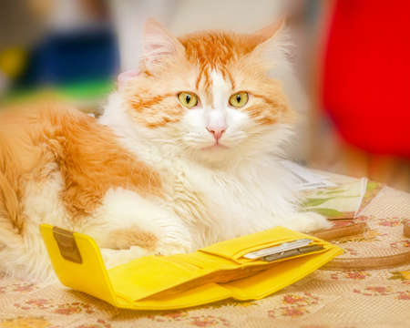 Nice adult red cat and yellow purseの写真素材