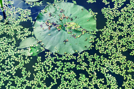 Green duckweed on water and lily leafの写真素材