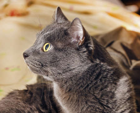 Beauty adult surprised gray cat at homeの写真素材