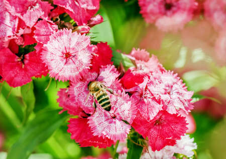 Bee on nice pink flowers at sunny summer day