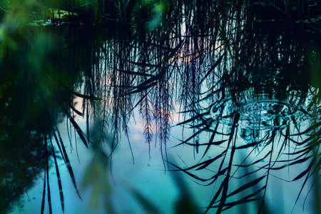 Beautiful evening reflection of grass in water at summerの写真素材