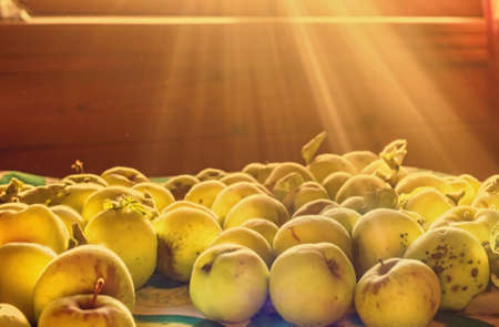 Ripe yellow apples in sunny rays in morningの写真素材