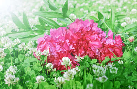 Nice pink peonies in field of white cloverの写真素材