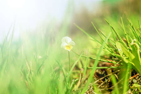 Nice wild viola tricolor at spring sunny forestの写真素材