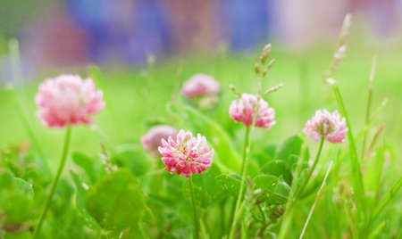 Nice pink clover in summer green fieldの写真素材