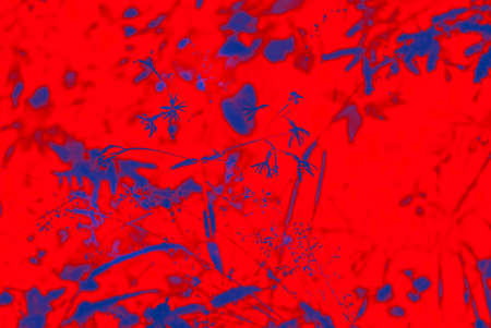Abstract thin blue flower on red backgroundの写真素材