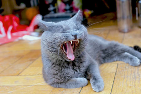 Nice adult yawning grey cat at home