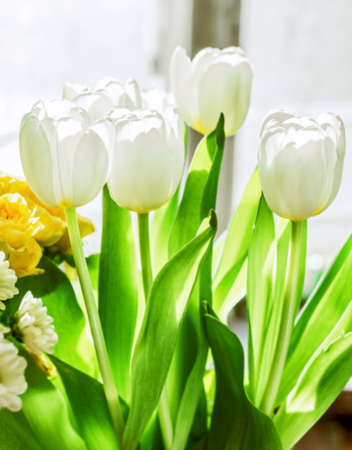 White fresh tender tulips in sunny weatherの写真素材