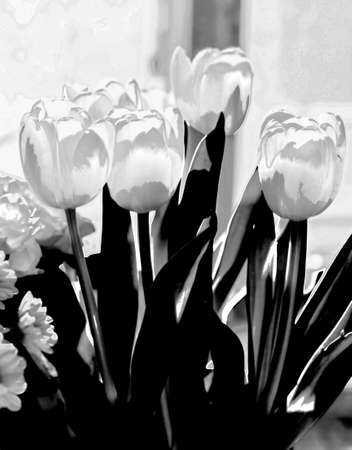 Tender tulips in black and white likeの写真素材