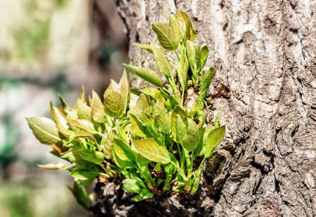 Fresh green spring sprouts on tree at sunny day