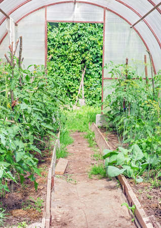 In garden home greenhouse in summer sunny dayの写真素材