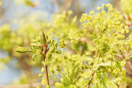 Nice spring flowering branches at sunny clear day