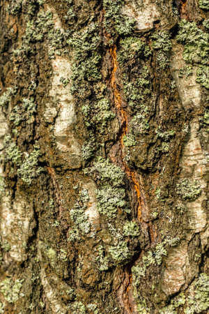 Multicolour bark of old tree at day