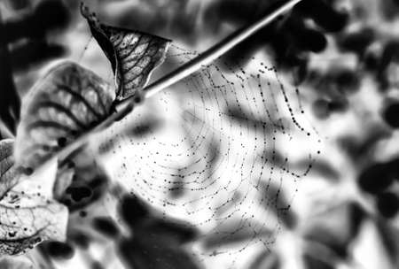 Web in negative colours at black and white tones