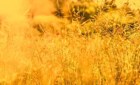 Field grass in sunny weather at june, in yellow coloursの写真素材